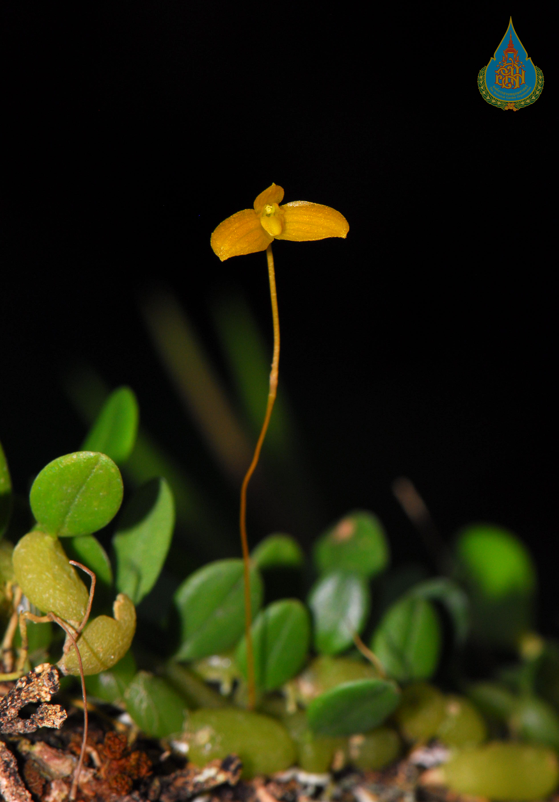 สิงโตไข่ปลาปากมน Bulbophyllum ovalifolium (Blume) Lindl.<br/>ORCHIDACEAE